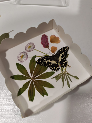 Выставка тропических бабочек и авторские мастер‑классы со скидкой до 28% Выставка тропических бабочек и авторские мастер‑классы со скидкой до 28%