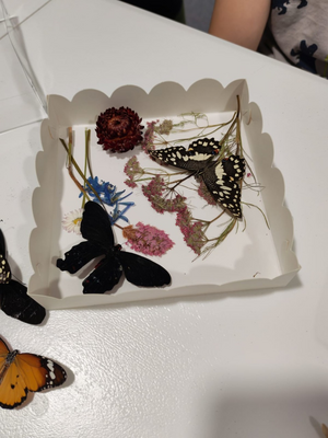 Выставка тропических бабочек и авторские мастер‑классы со скидкой до 28% Выставка тропических бабочек и авторские мастер‑классы со скидкой до 28%