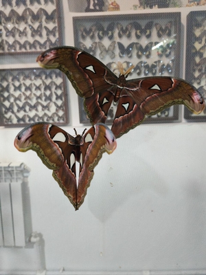 Выставка тропических бабочек и авторские мастер‑классы со скидкой до 28% Выставка тропических бабочек и авторские мастер‑классы со скидкой до 28%