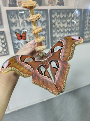 Выставка тропических бабочек и авторские мастер‑классы со скидкой до 28% Выставка тропических бабочек и авторские мастер‑классы со скидкой до 28%