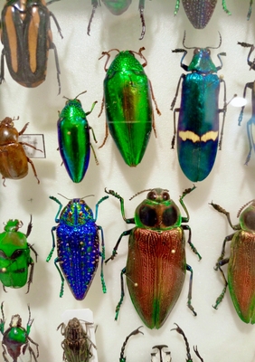 Выставка тропических бабочек и авторские мастер‑классы со скидкой до 28% Выставка тропических бабочек и авторские мастер‑классы со скидкой до 28%