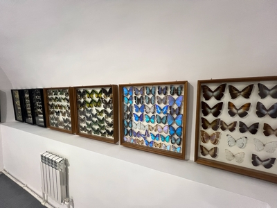 Выставка тропических бабочек и авторские мастер‑классы со скидкой до 28% Выставка тропических бабочек и авторские мастер‑классы со скидкой до 28%