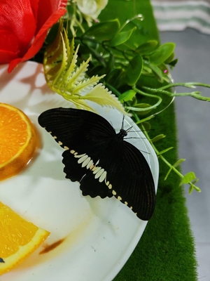 Выставка тропических бабочек и авторские мастер‑классы со скидкой до 28% Выставка тропических бабочек и авторские мастер‑классы со скидкой до 28%