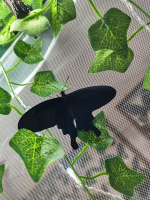 Выставка тропических бабочек и авторские мастер‑классы со скидкой до 28% Выставка тропических бабочек и авторские мастер‑классы со скидкой до 28%