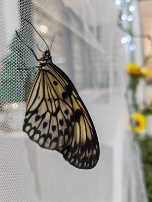 Выставка тропических бабочек и авторские мастер‑классы со скидкой до 28% Выставка тропических бабочек и авторские мастер‑классы со скидкой до 28%