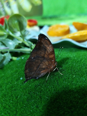 Выставка тропических бабочек и авторские мастер‑классы со скидкой до 28% Выставка тропических бабочек и авторские мастер‑классы со скидкой до 28%