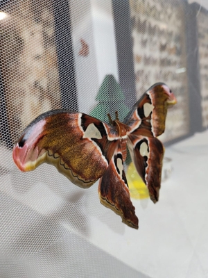 Выставка тропических бабочек и авторские мастер‑классы со скидкой до 28% Выставка тропических бабочек и авторские мастер‑классы со скидкой до 28%