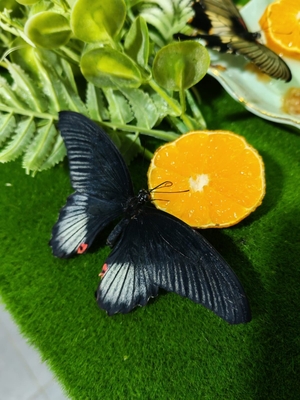 Выставка тропических бабочек и авторские мастер‑классы со скидкой до 28% Выставка тропических бабочек и авторские мастер‑классы со скидкой до 28%