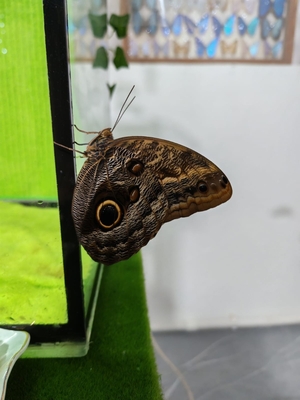 Выставка тропических бабочек и авторские мастер‑классы со скидкой до 28% Выставка тропических бабочек и авторские мастер‑классы со скидкой до 28%